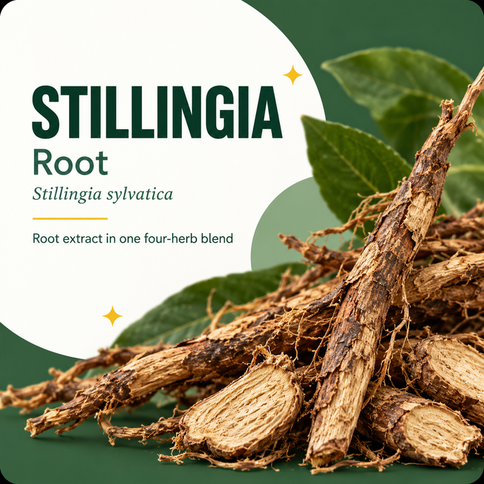 Photorealistic generated botanical artwork of stillingia showing the plant part in Vexali's four-herb blend.